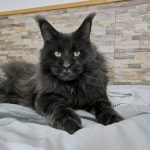 Grand Verano Blue MCO Male Maine Coon