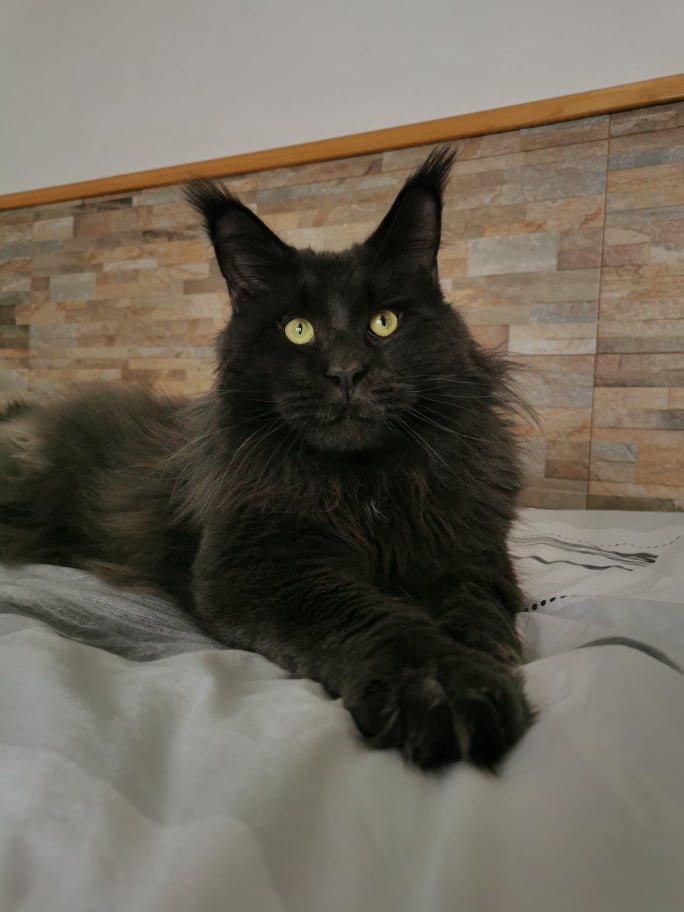 Grand Verano Blue MCO Male Maine Coon