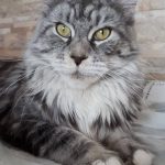 Suniva Daisy MCO Female Maine Coon