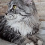 Suniva Daisy MCO Female Maine Coon