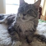 Suniva Daisy MCO Female Maine Coon