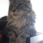 Suniva Daisy MCO Female Maine Coon