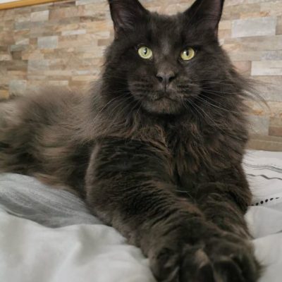 Grand Verano Blue MCO Male Maine Coon