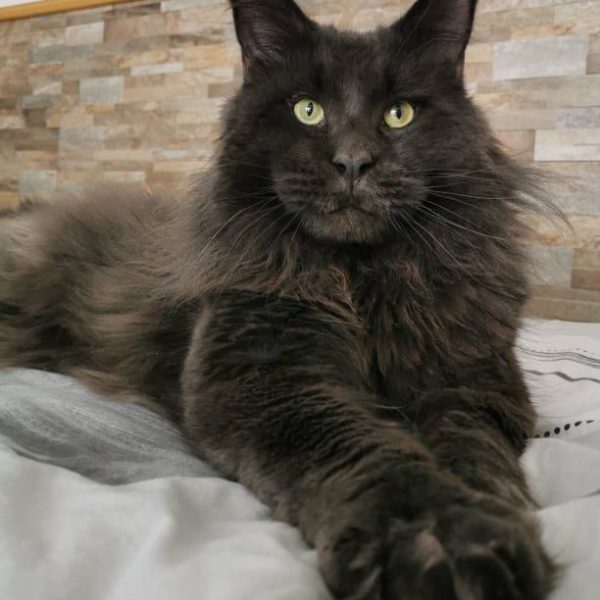 Grand Verano Blue MCO Male Maine Coon