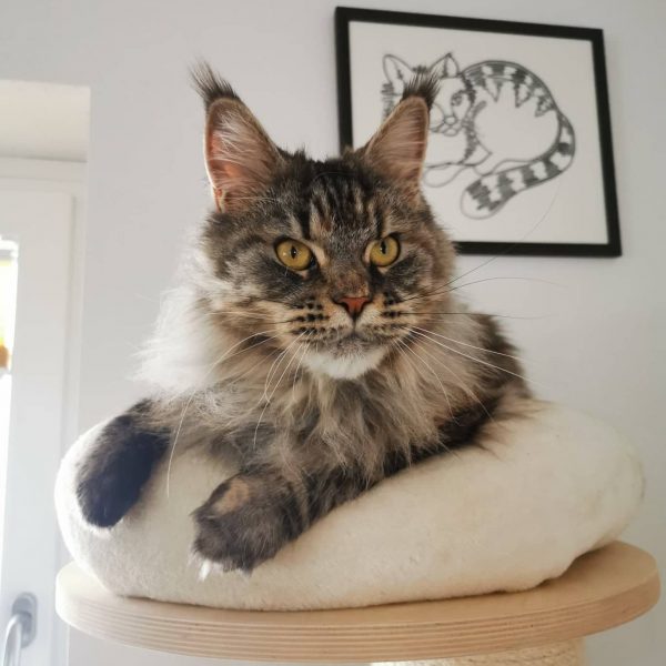 Night Fury R-Aisha Winx MCO Female Maine Coon