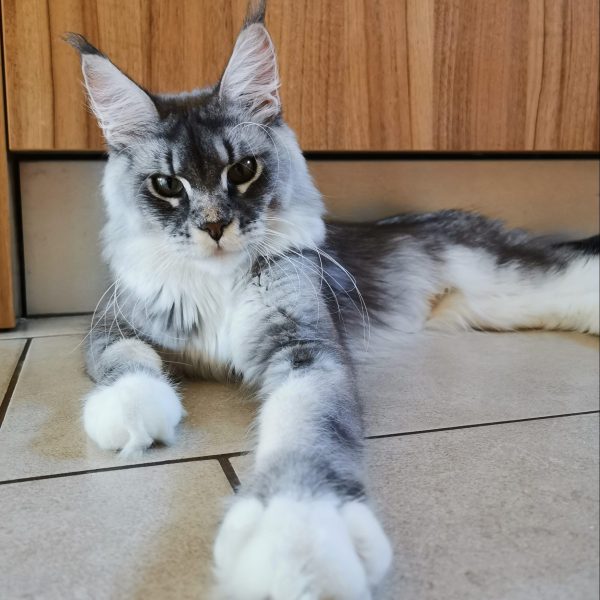 Ragazza Magica Olimpian MCO Female Maine Coon