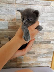 Winner Star Happy Isis MCO Kitten Maine Coon