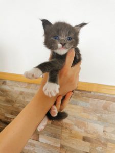 Winner Star Happy Yetti MCO Kitten Maine Coon