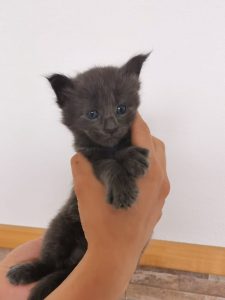 Winner Star Happy Aslan MCO Kitten Maine Coon
