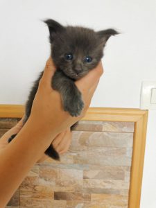 Winner Star Happy Jess MCO Kitten Maine Coon