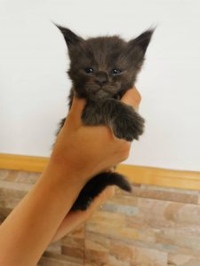 Winner Star Poco MCO Kitten Maine Coon