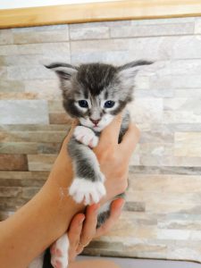 Winner Star Happy Nil MCO Kitten Maine Coon