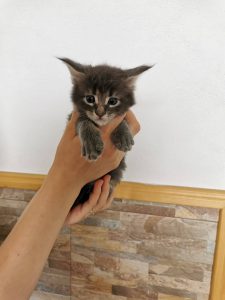 Winner Star Happy Fox MCO Kitten Maine Coon
