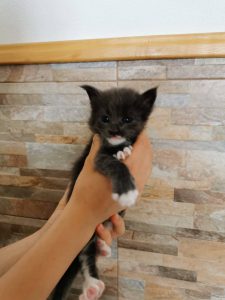 Winner Star Happy Fiona MCO Kitten Maine Coon