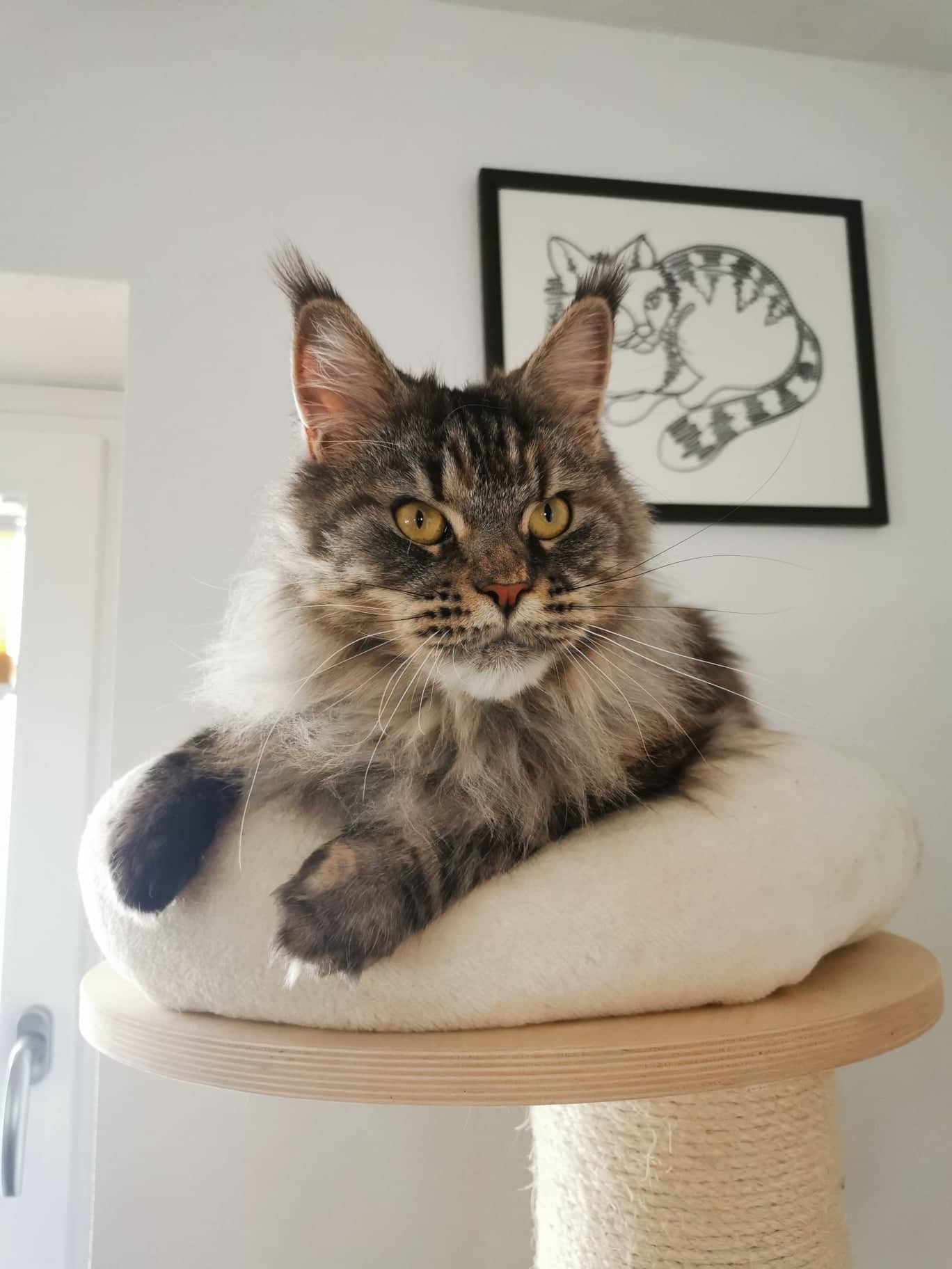 Night Fury R-Aisha Winx MCO Female Maine Coon